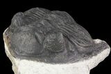 Lot: Assorted Devonian Trilobites - Pieces #76985-2